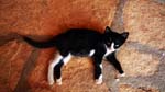 Turkish Cat